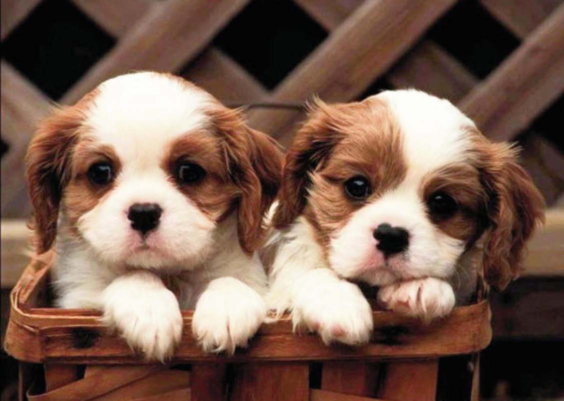 TWO PUPPIES